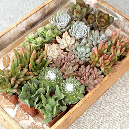 Altman Plants, Live Succulent Plants (20 Pack) Assorted Potted Succulents Plants Live House Plants in Cacti and Succulent Soil Mix, Cactus Plants Live Indoor Plants Live Houseplants in Planter Pots