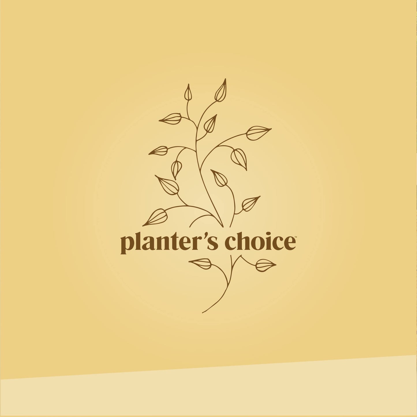 Bonsai Starter Kit - Gardening Easter Gift for Women & Men - Bonsai Tree Growing Garden Crafts Hobby Kits for Adults, Unique DIY Hobbies for Plant Lovers - Unusual Christmas Gifts Ideas