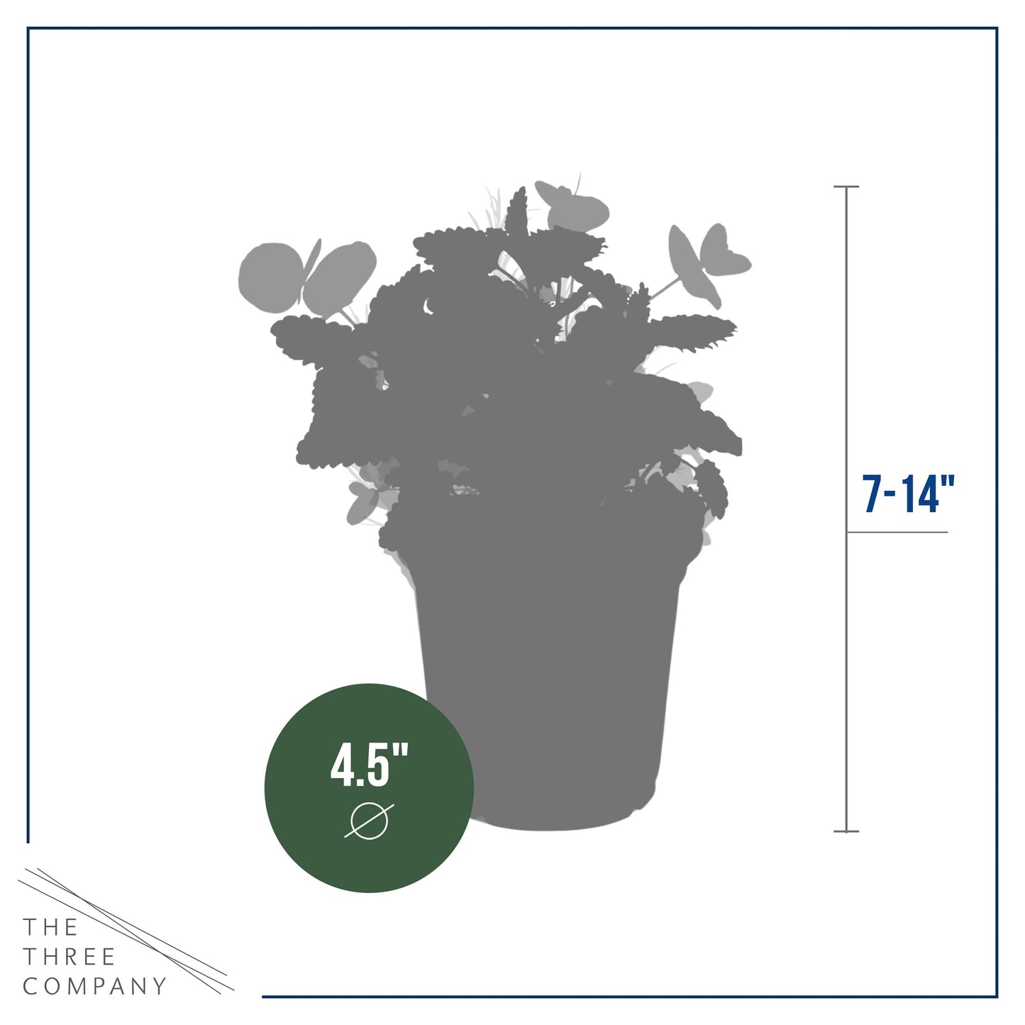 Live Aromatic and Edible Herbs - Assorted Varieties (4 Per Pack) - Lemon Verbena, Eucalyptus, Mint, Lemon Balm - 6" Tall by 3" Wide in 1 Pint Pot