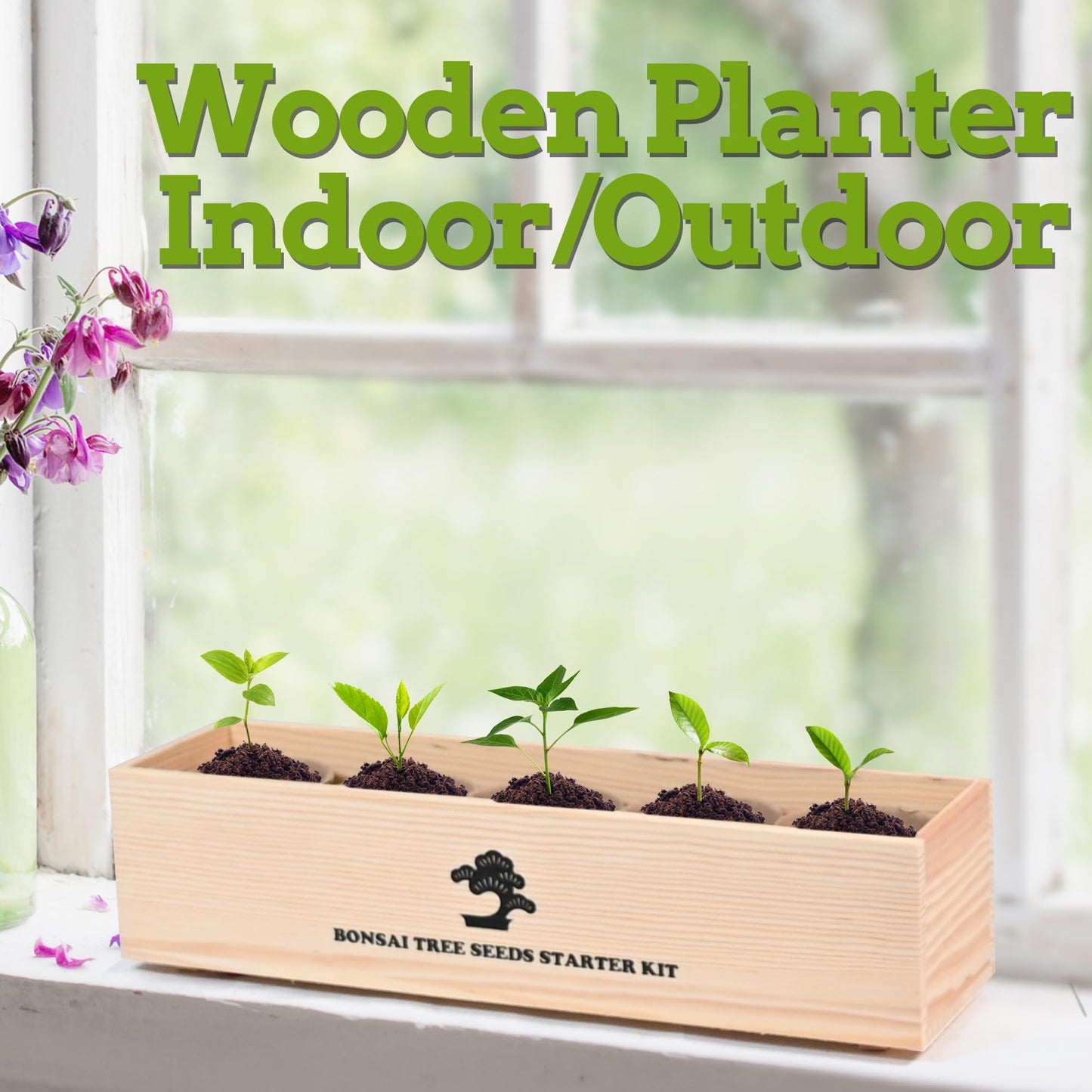 Sproutix Indoor Bonsai Garden Starter Kit, 5 Seeds Growing into Red Maple, Wisteria, Black Pine, Judas Tree, Acacia, Including Complete Gardening Planters & A Wooden Box, Christmas Gifts for Women