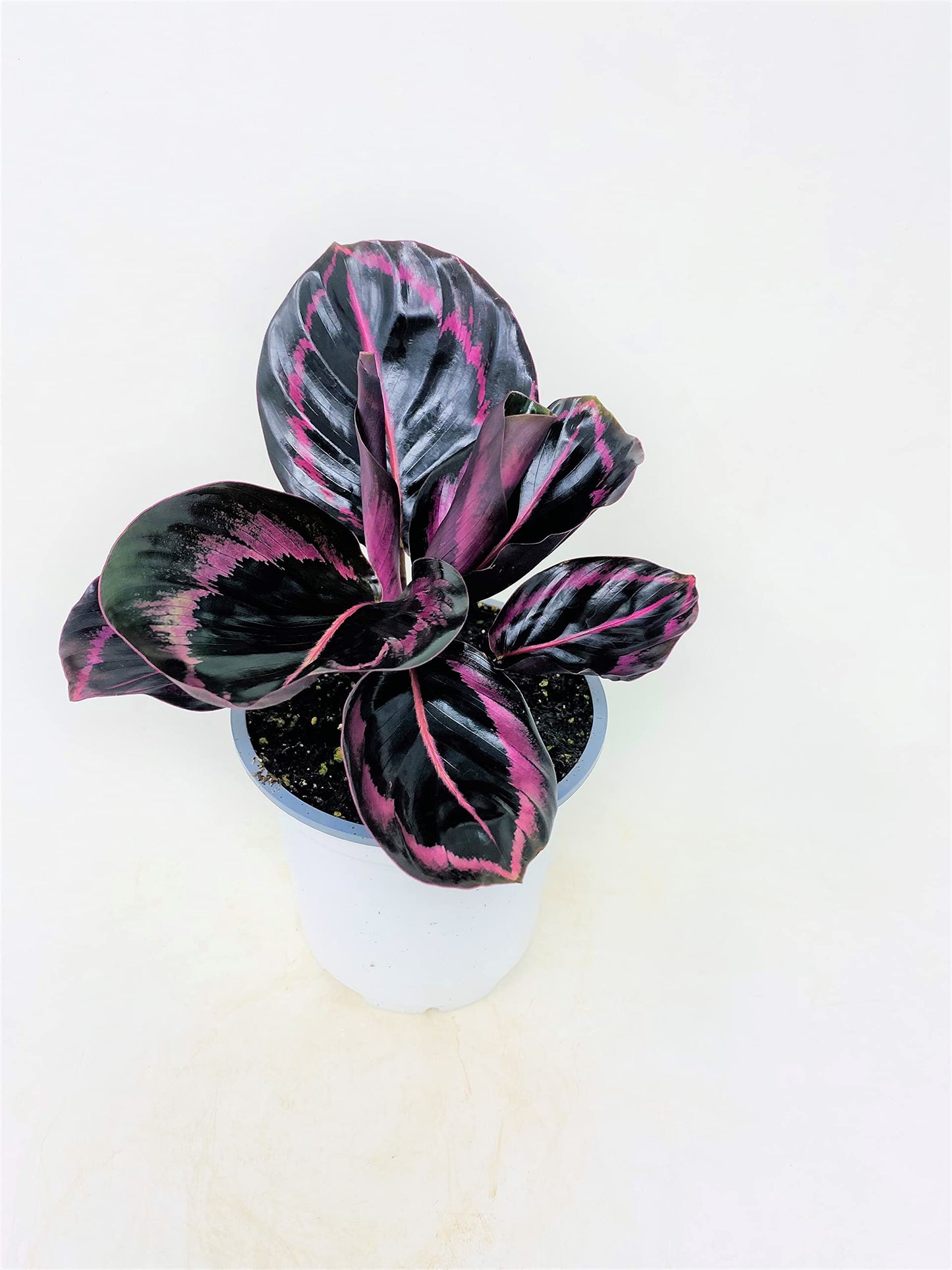 JM BAMBOO Calathea Dottie - Easy to Care houseplant- 4 Pot
