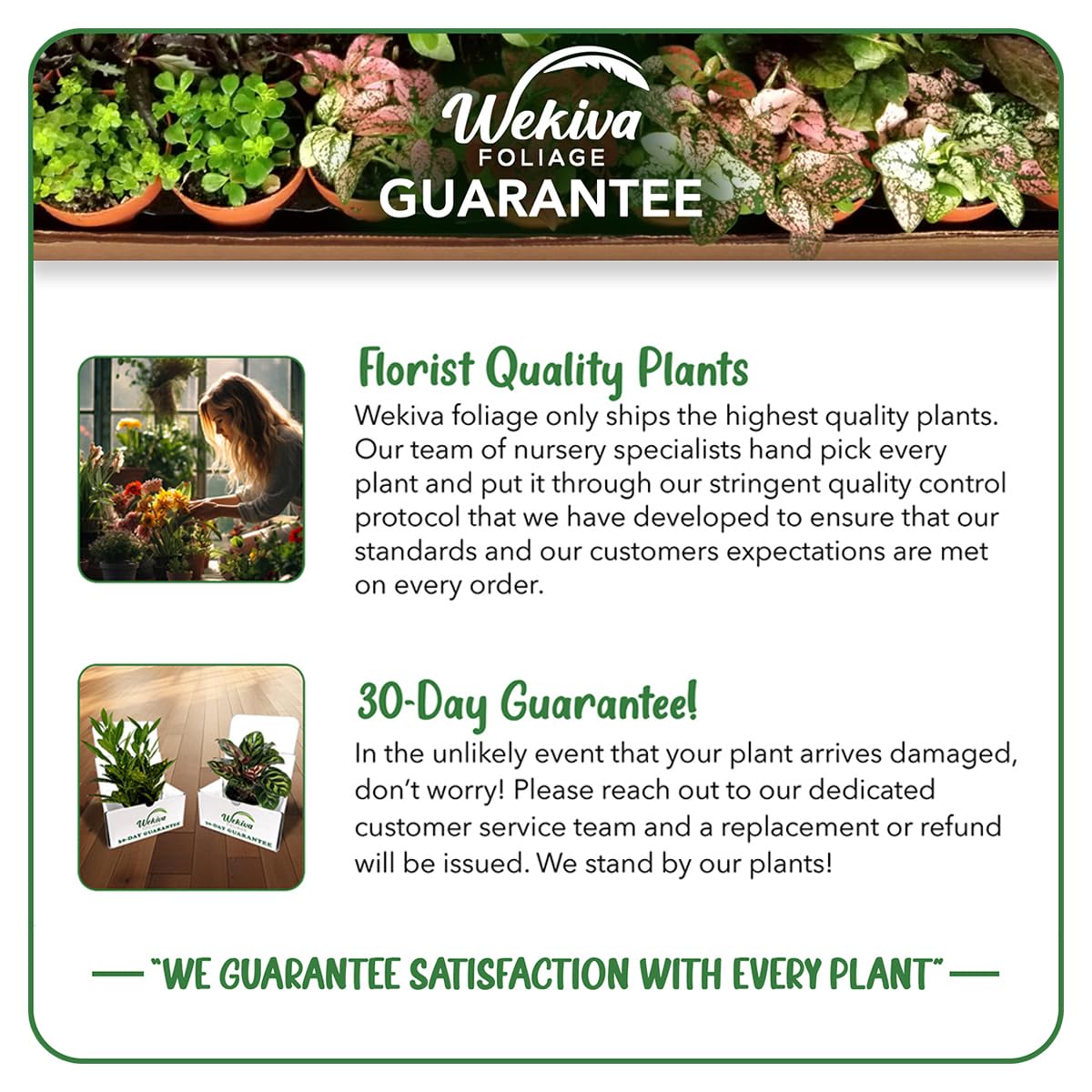 Clematis Variety Pack - 5 Live Starter Plants in 2 Inch Pots - Grower's Choice One Each of Multiple Clematis Varieties - Beautiful Flowering Vines from Florida